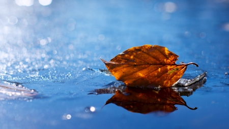 Fallen - nature, water, lake, pond