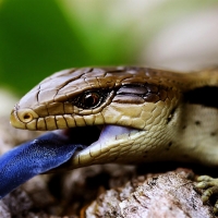 blue tongue lizard