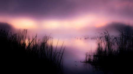 Lake - lake, birds, nature, fog