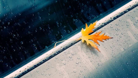 Summer moving on... - abstract, leaf, rain, autumn