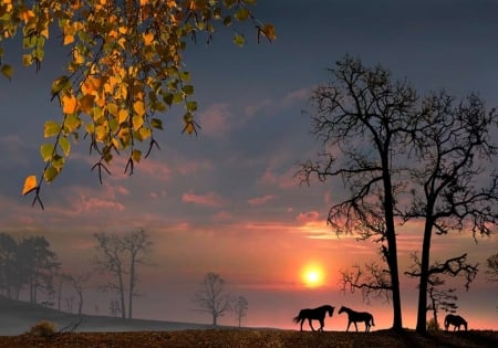 Summer Sunset - beauty, horses, nature, photography, sunsets, animas