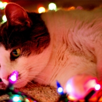 christmas cat