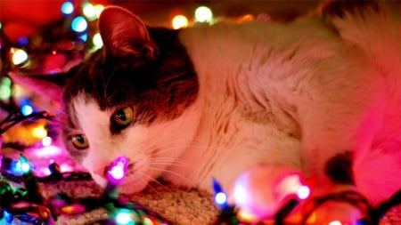 christmas cat