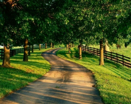 Green Summer - nature, beauty, green, photography