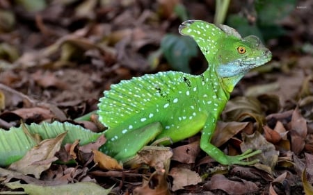 plumed basilisk - basilisk, lizard, reptile, plumed