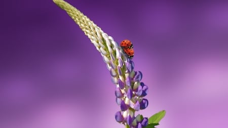 LadyBird Lavender - Ladybird, 2016, nature, Lavender