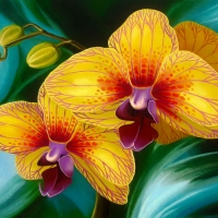 Yellow orchids