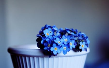 Lovely Blue Flowers - flowers, plants, basin, blue