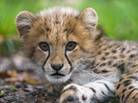 Cheetah cub - cheetah, animal, pisica, cub, cute