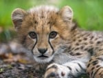 Cheetah cub