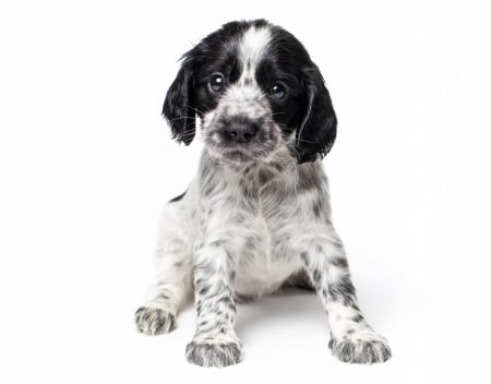 Puppy - puppy, russian, black, white, caine, spaniel, dog, animal, sweet, cute