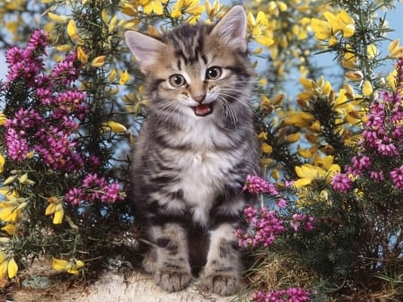 Kitten - yellow, cat, pink, animal, cute, pisica, flower, kitten