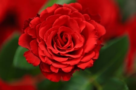 Red rose - trandafir, macro, red, rose, flower