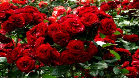 Red Roses - blossoms, garden, plants, petals, leaves