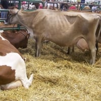 Great Lakes Fair Cows