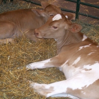 Great Lakes Fair Cow & Calf