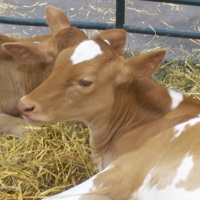 Great Lakes Fair Cow: Close Up