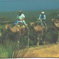 Camel Safari, Kangaroo Island,S. Aust.