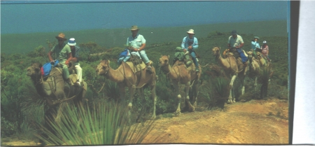 Camel Safari, Kangaroo Island,S. Aust. - george, paul, fred, amigo