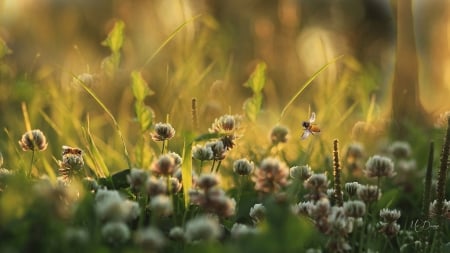 Clover Field - summer, fall, bee, firefox persona theme, grass, clover, honey, field, autumn