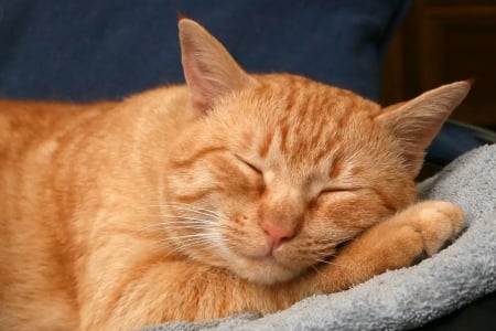 Ginger cat - animal, cat, kitten, ginger