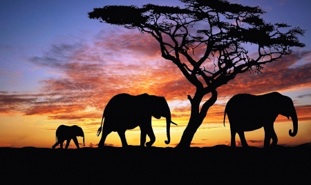 Family at sunset - animal, sunset, elephant, silhouette, family