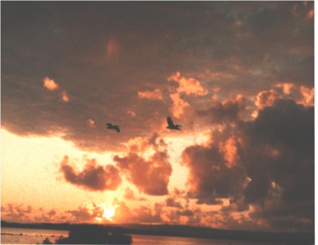 Pelicans flying during Sunrise - Il Divo, Tom Hanks, Ginger Rogers, Yul Brynner