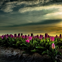 Tulips at Sunset