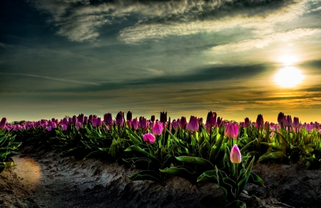 Tulips at Sunset - nature, tulips, flowers, sunset