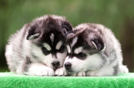 Puppies - caine, puppy, couple, dog, animal, husky, green, cute