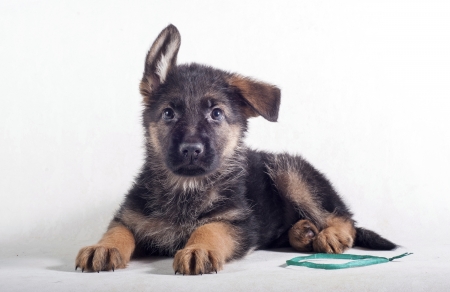 Puppy - black, white, animal, cute, dog, caine, puppy, german shepherd