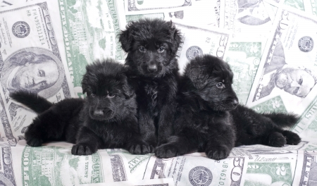 Puppies - white, caine, trio, puppy, dog, animal, money, black