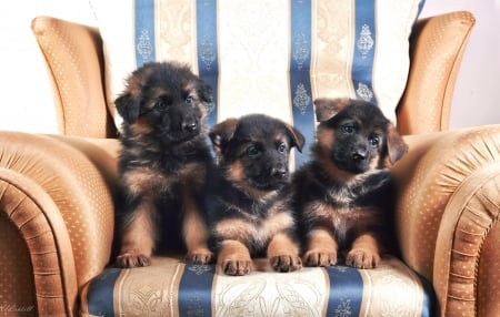 Puppies - dog, german shepherd, chair, animal, cute, caine, puppy, trio, stripes