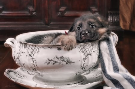 Puppy - dog, teapot, german shepherd, animal, paw, funny, cute, caine, puppy