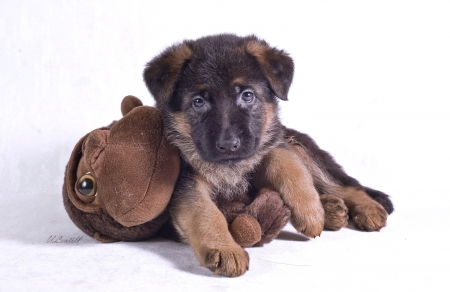 puppy - white, caine, puppy, dog, german shepherd, animal, toy, cute