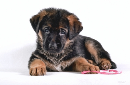 Puppy - white, caine, puppy, dog, german shepherd, animal, cute