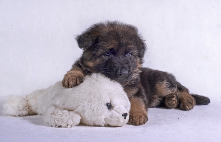 Puppy - white, animal, cute, dog, caine, puppy, german shepherd, toy