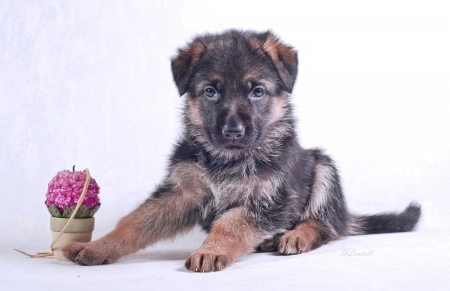 Puppy - white, animal, pink, caine, cute, puppy, dog, german shepherd