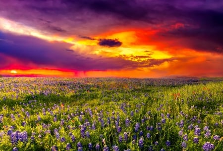 Bluebonnets against a stormy sunset