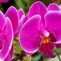 Pink/Purple Orchids F