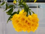 Yellowbell Blossoms From Singapore by DCP