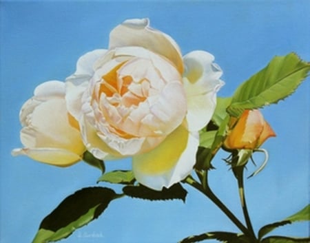 White rose - white, petal, rose, flower, art