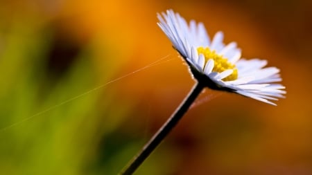 Pretty daisy - daisy, flower, petal, nature