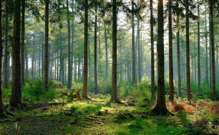 forest - grass, trees, forest, nature