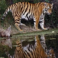 tiger