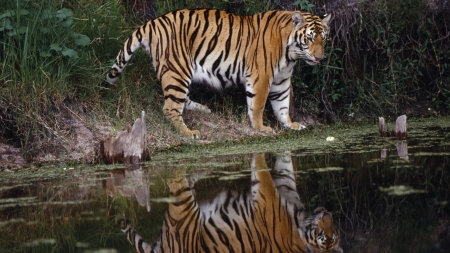 tiger - cat, feline, tiger, water