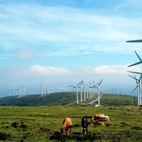 Cows in Galicia, Spain