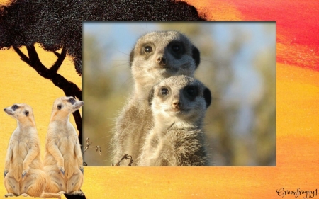 MEERKATS ON GUARD - image, abstract, cute, meerkats