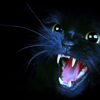'Here kitty,kitty,kitty'......'lol'