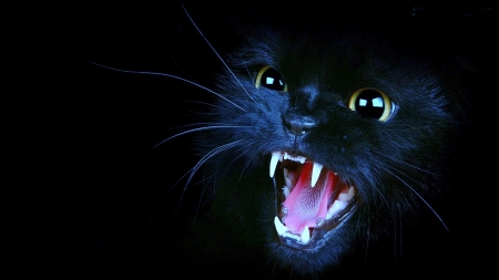 'Here kitty,kitty,kitty'......'lol' - scary cat, black cats, animals, cats